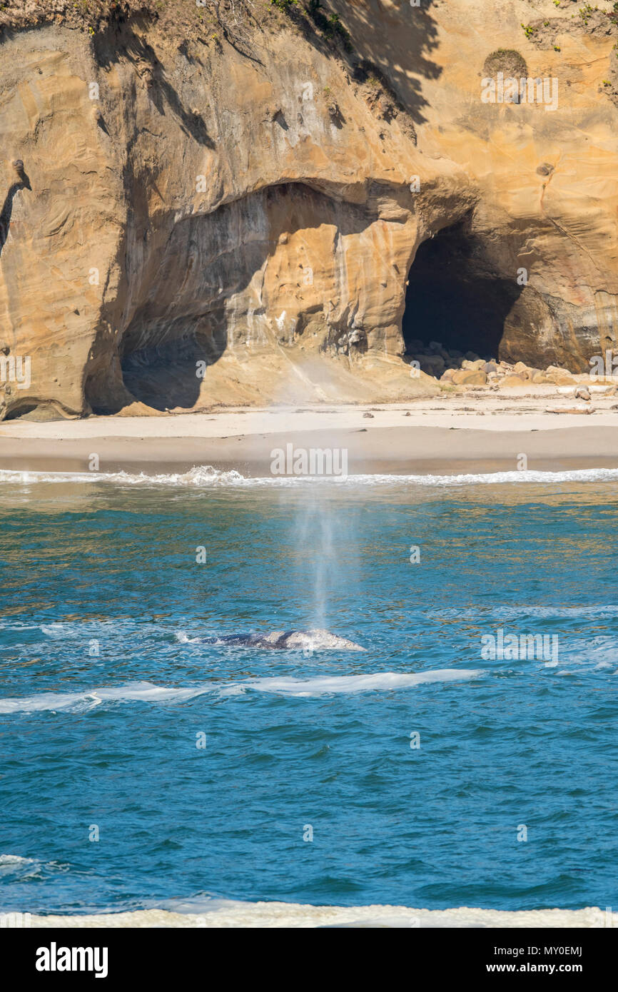 Grey gray whale (Eschrichtius robustus) Spouting in feeding waters, Rock Creek State Scenic Area, Oregon, USA Stock Photo