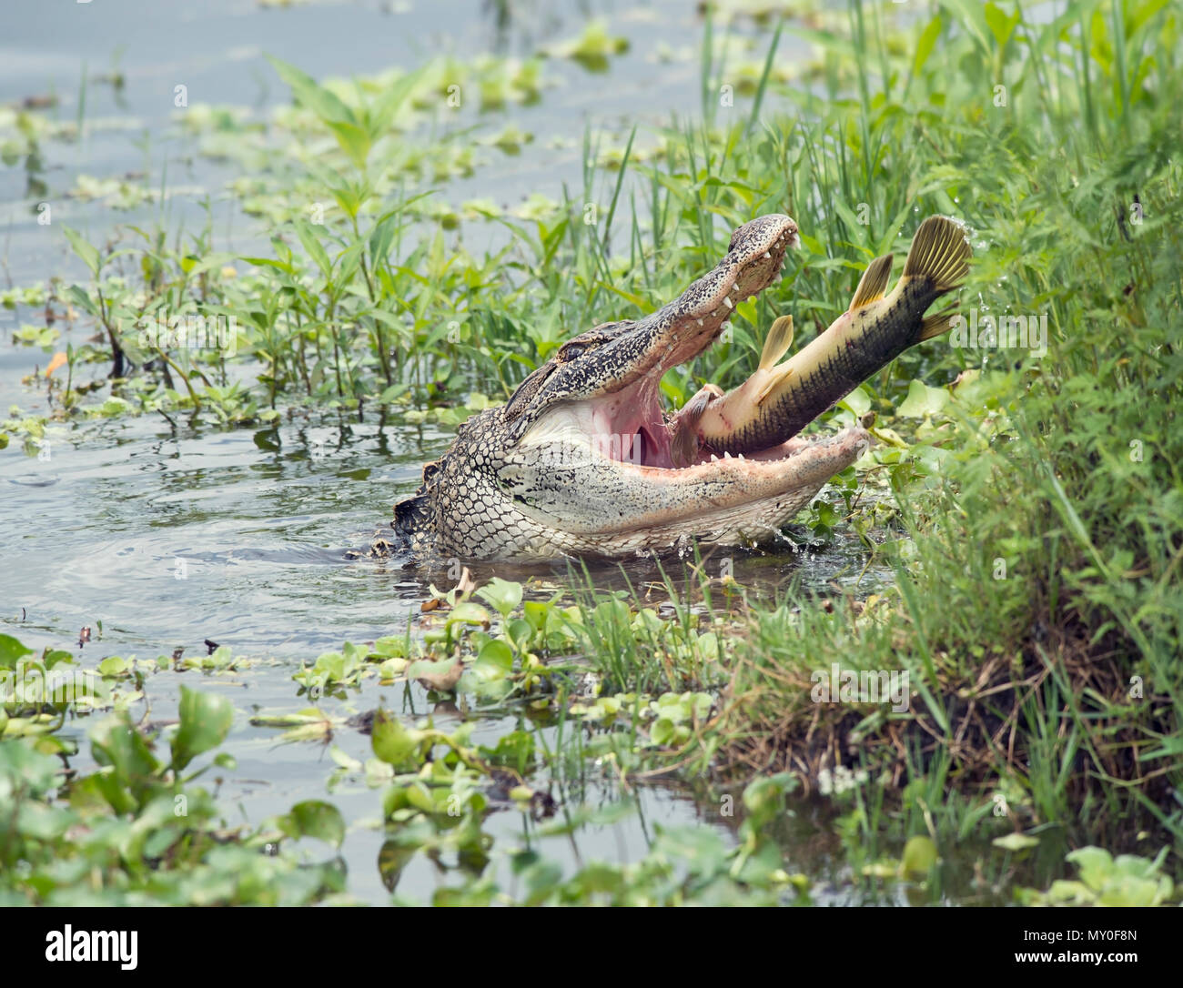 Alligator eating a large fish in Florida lake Stock Photo