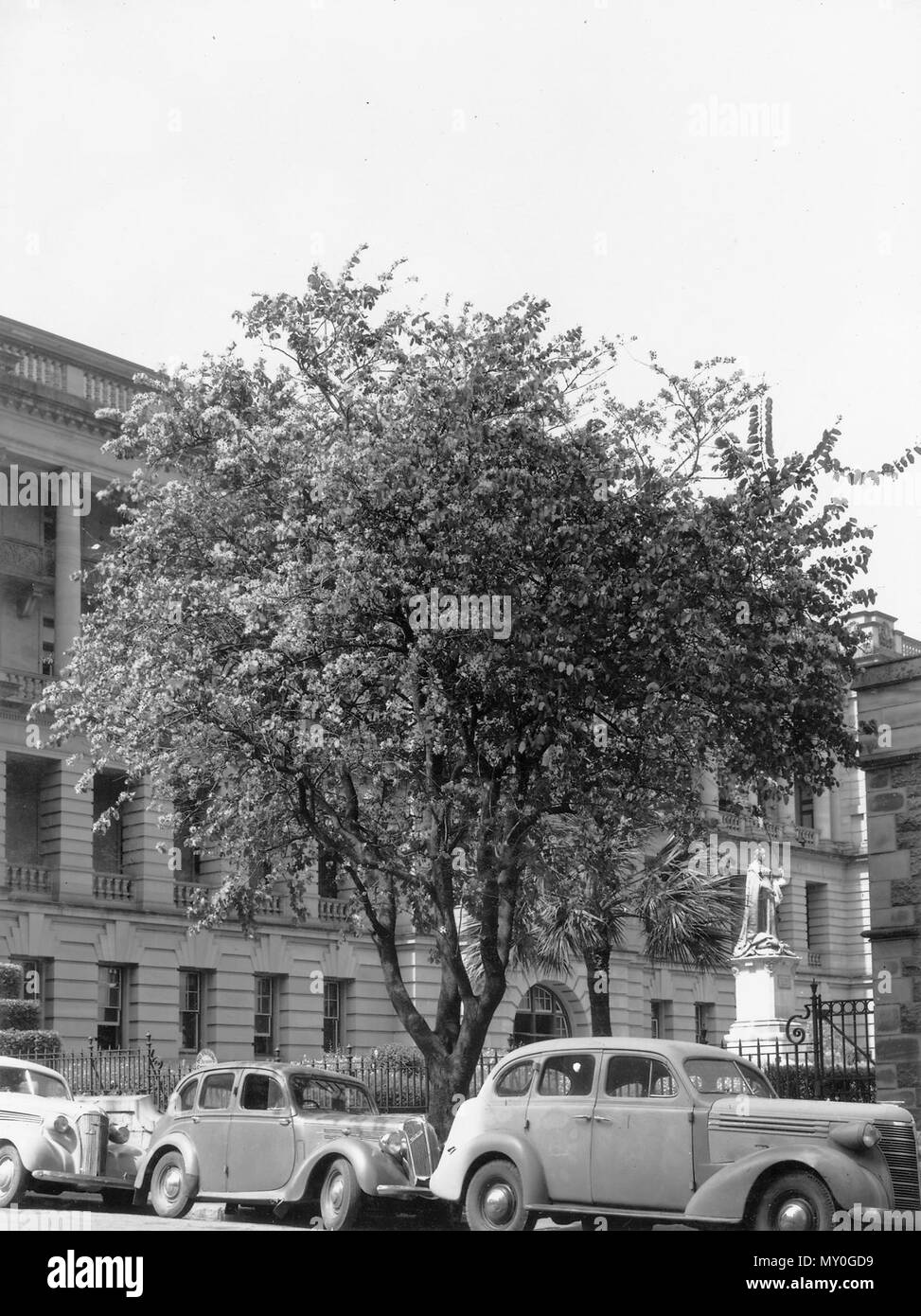 Bauhinia Tree, George Street, Brisbane City, 1949. The Brisbane Courier 22 March 1930  BRISBANE'S FLOWER. 21506577 )   Named after John and Caspar Bauhin, twin brothers, and famous botanists of the 17th century, the Bauhinia are very showy flowering trees, and climbers, native in India, Mexico, Jamaica, South Africa, South America, and our own State. They are hardy, free flowering, and easily propagated from seed. Those usually seen about Brisbane are Bauhinia varlegata, with purplish flowers, and B. candida with white flowers, both of which flower after leaves have fallen off. They are good s Stock Photo