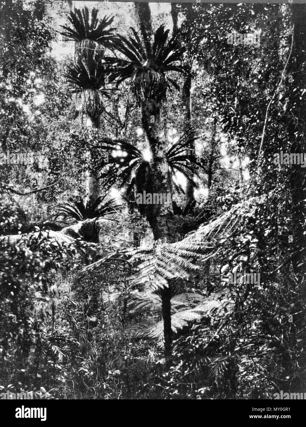 Bush land, Lamington National Park, Beaudesert Shire, September 1933. LAMINGTON NATIONAL PARK  No Removal Of Timber 36721618?searchTerm=lamington national park&amp;searchLimits=l-state=Queensland|||l-word=100+-+1000+Words )   The removal of timber from Lamington National Park will not be tolerated on any account, said the Minister for Transport (Mr. J. Dash), who supervises the Tourist Branch, yesterday.   Mr. Dash received this assurance after personal representations to the Lands Department. The Director of Forests (Mr. V. Grenning) had advised the Minister for Lands that although several ap Stock Photo