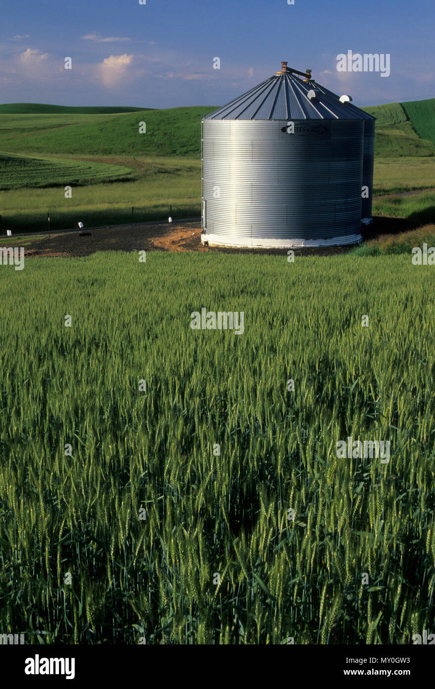 Wheat grain palouse hires stock photography and images Alamy