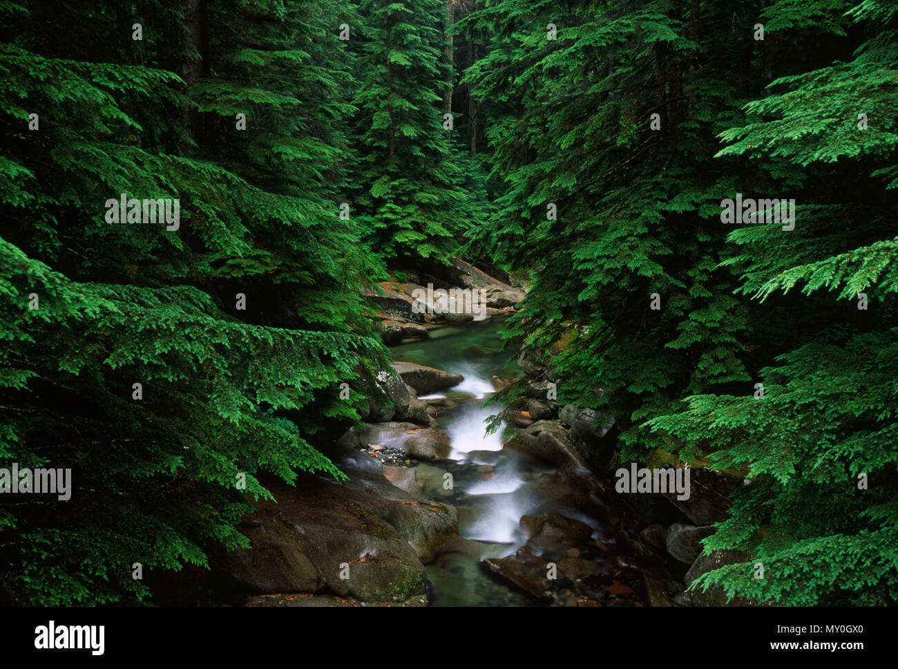 South Fork Snoqualmie River, Mt Baker-Snoqualmie National Forest, Washington Stock Photo