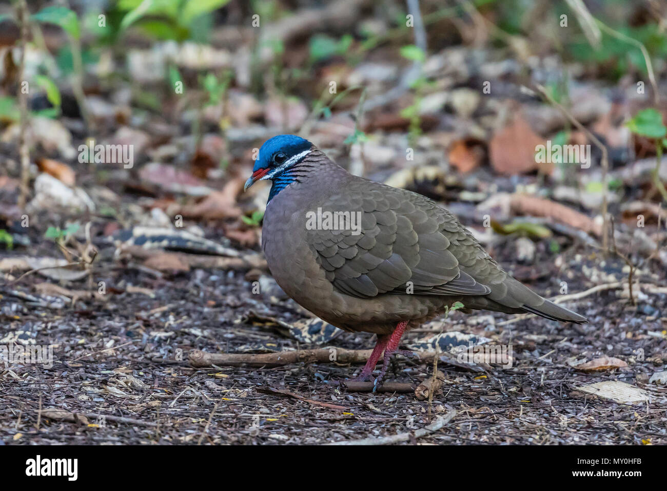 An adult blue-headed quail-dove, Starnoenas cyanocephala, Zapata National Park, endemic to Cuba. Stock Photo