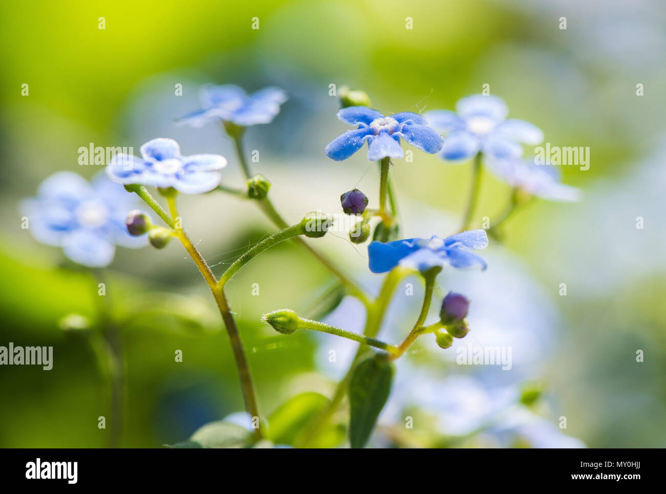 Forget me not, small flowers macro photo Stock Photo