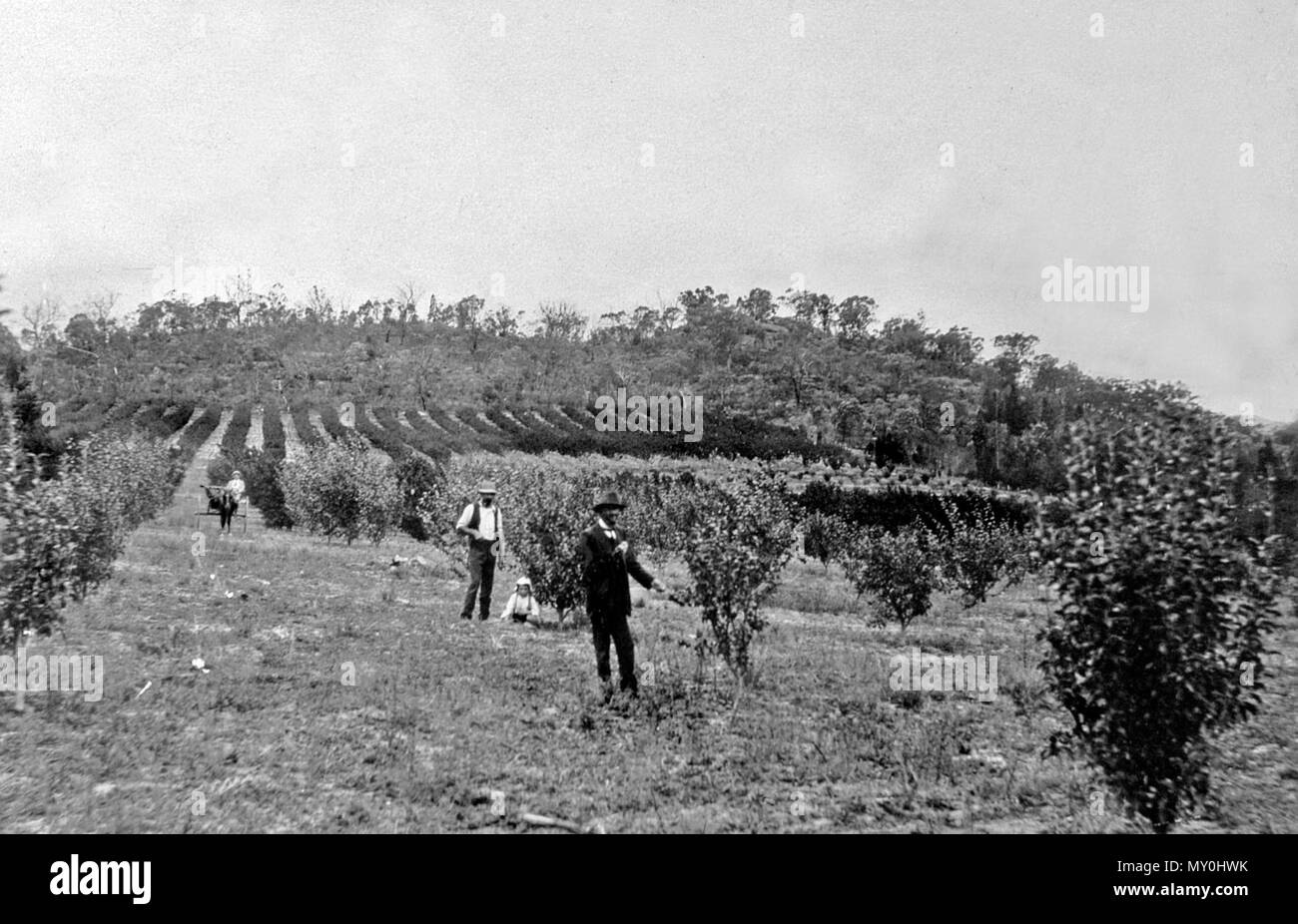 Fruit Orchard, Ballandean c1890. Toowoomba Chronicle and Darling Downs General Advertiser 7 February 1895  The Governor at Stanthorpe 218300946 )   The Governor, Sir Henry Norman, arrived here by tho mail train on Saturday morning, and afterwards started out to see Fletcher's orchard at Ballandean. His Excellence was driven by Mr. W. H. M. Quaker, chairman of the Divisional Board, and was accompanied by about a dozen townsmen in buggies. The party had luncheon at Ballandean, and afterwards inspected the orchard, which consists of thirty-three acres planted with fruit trees, which are looking e Stock Photo