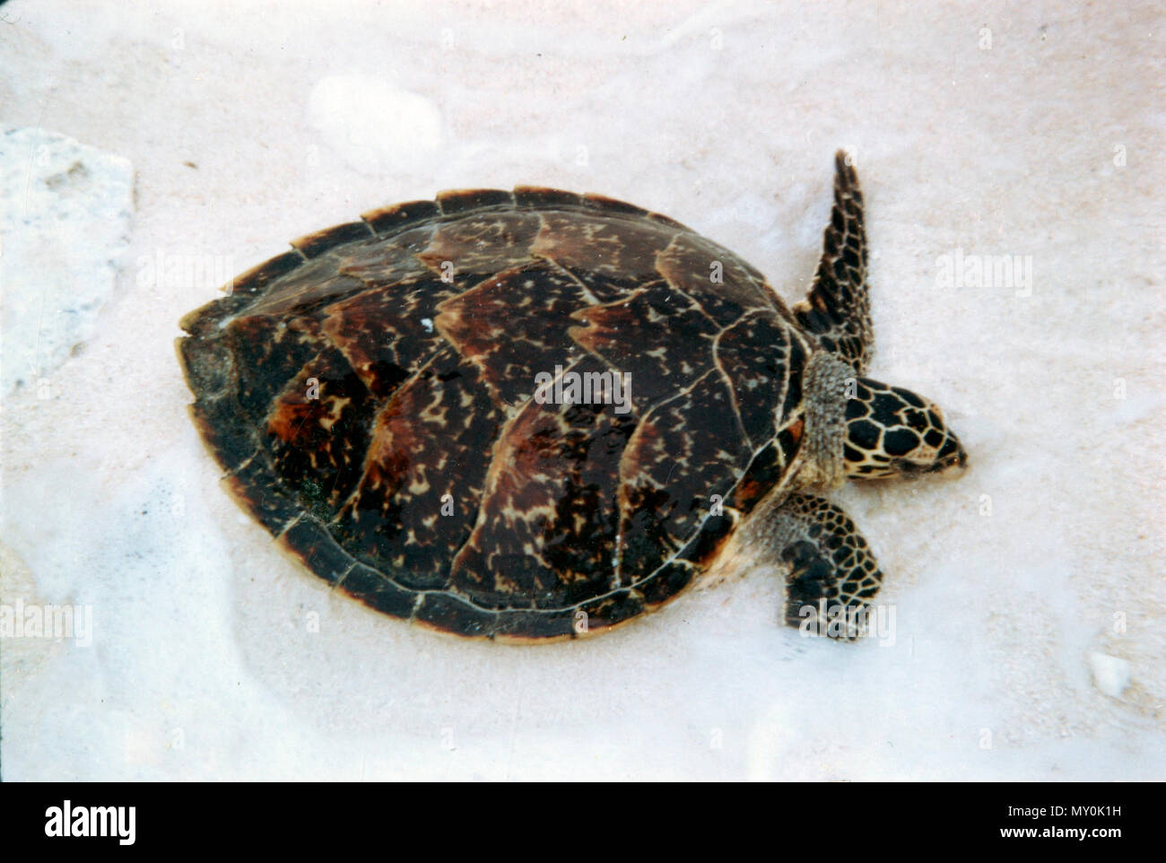 Hawksbill turtle, Heron Island, c 1980. The hawksbill (Eretmochelys imbricata) is a critically endangered sea turtle found predominantly in tropical reefs of the Indian, Pacific, and Atlantic Oceans. Stock Photo