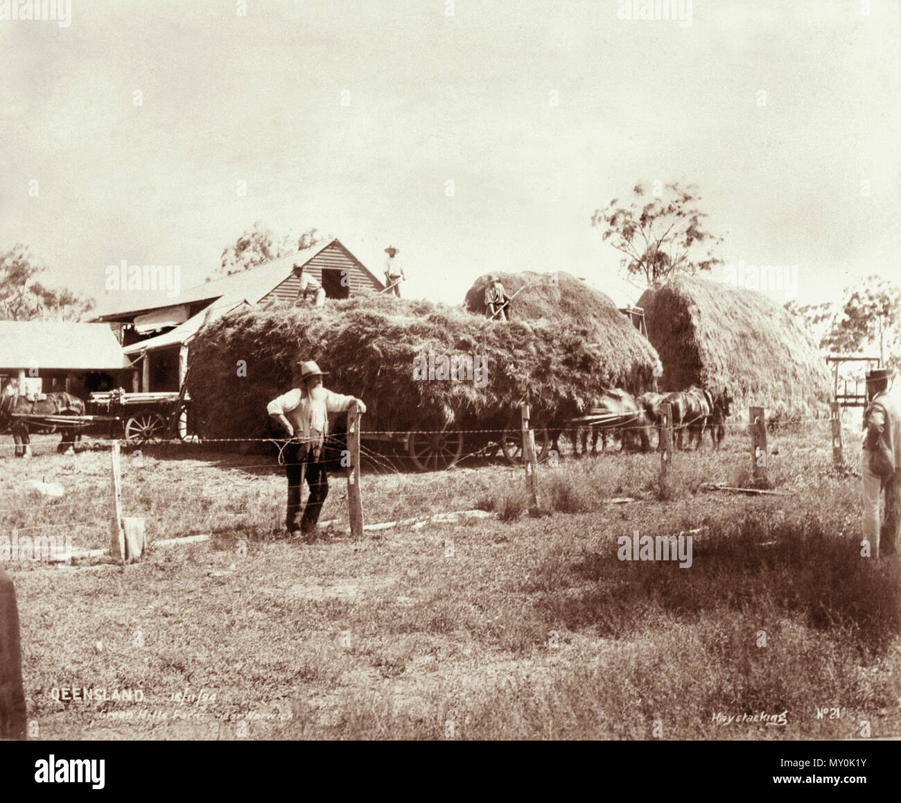 Hay stacking, Green Hills Farm near Warwick, 16 November 1894. The
