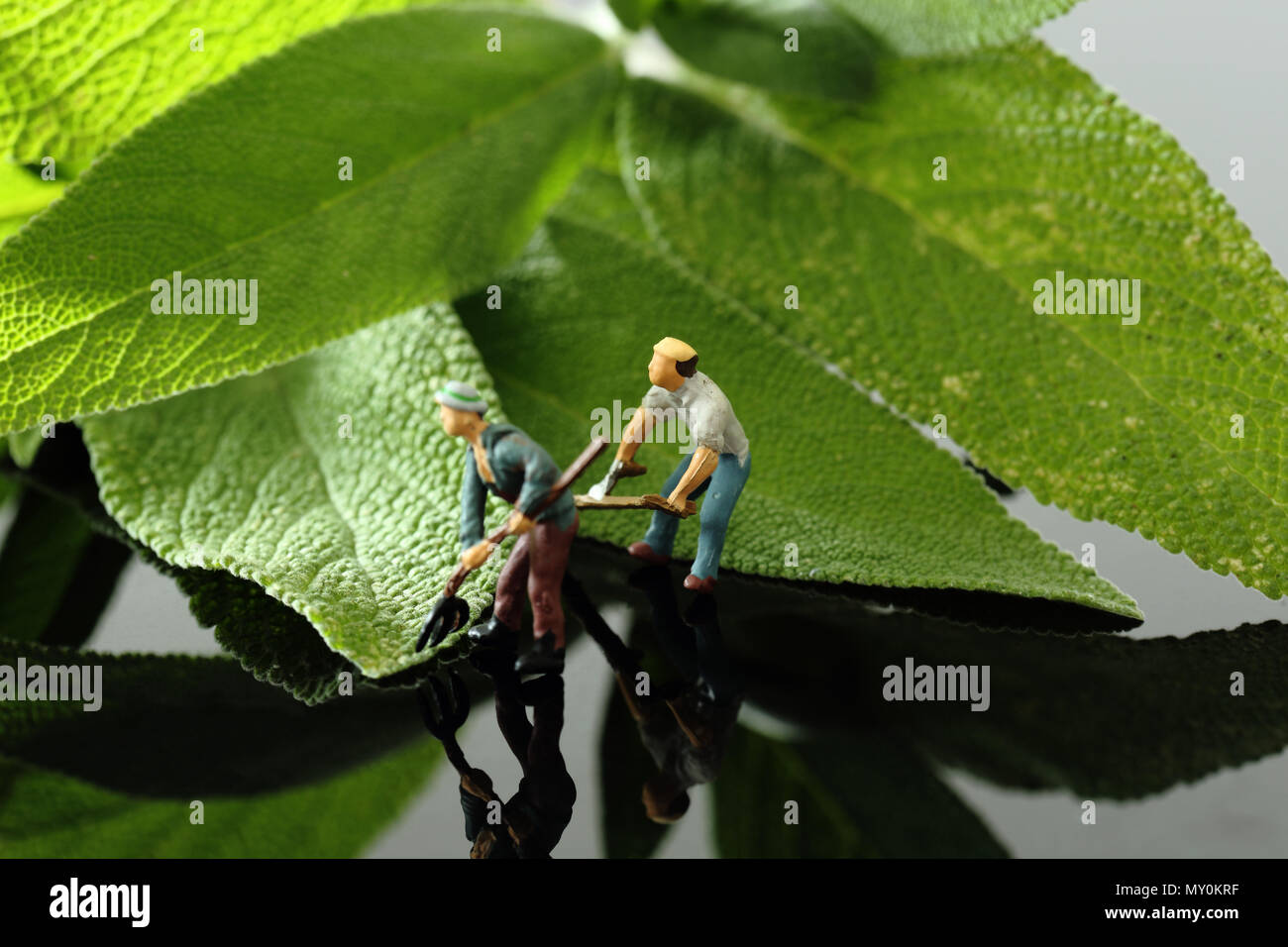 Miniature scale model gardeners with tools cutting sage on a gloss ...