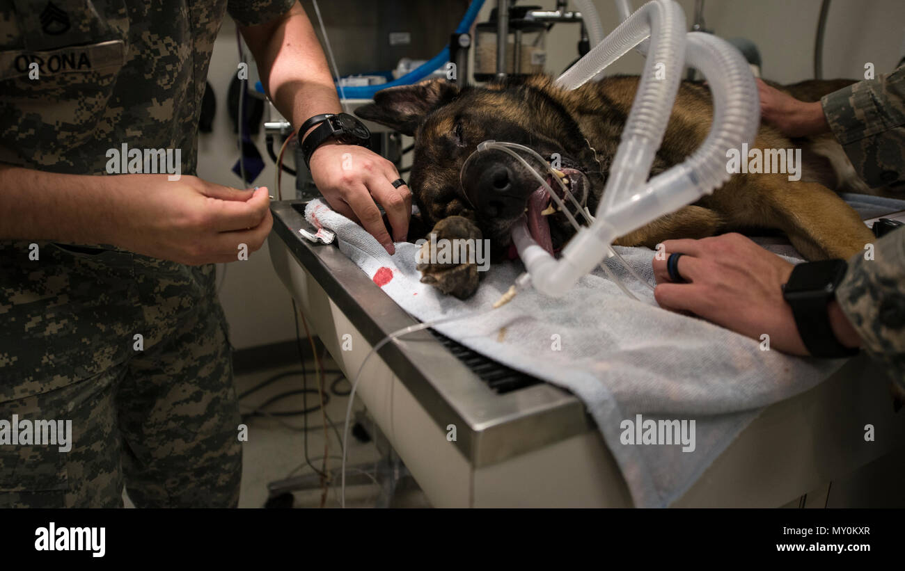 Anesthetized Stock Photos & Anesthetized Stock Images Alamy