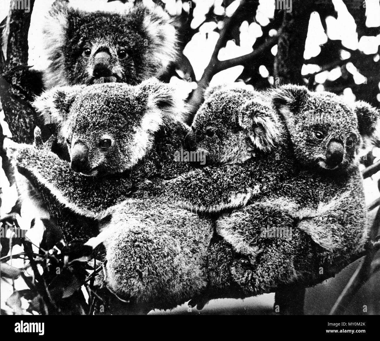 Koalas in a gum tree c 1931 the original photograph caption refers to the
