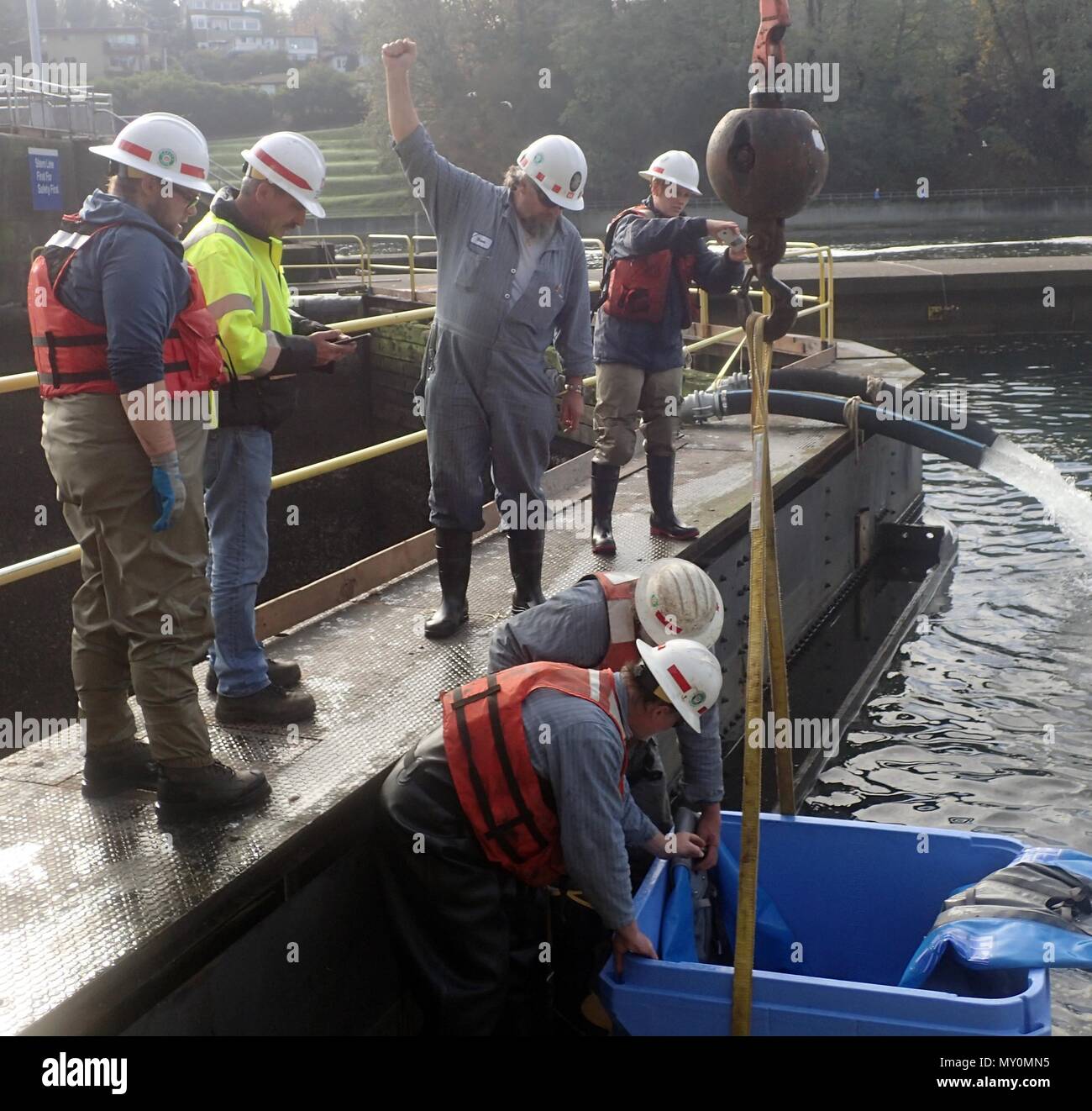 Maintenance workers and fish-rescue team members release a white sturgeon rescued from the bottom of the Hiram M. Chittenden Locks during the annual maintenance pump out November 10. Each year, Corps natural resource staff, fish biologists, scientists and volunteers go on a fish-rescue mission when the locks are drained. To ensure Endangered Species Act listed fish are safe, the team must capture, haul them out of the 50-foot deep chamber and release them. The team doesn’t limit its efforts to ESA listed species and this year the rescue included an estimated 100-pound sturgeon. (U.S. Army Corp Stock Photo