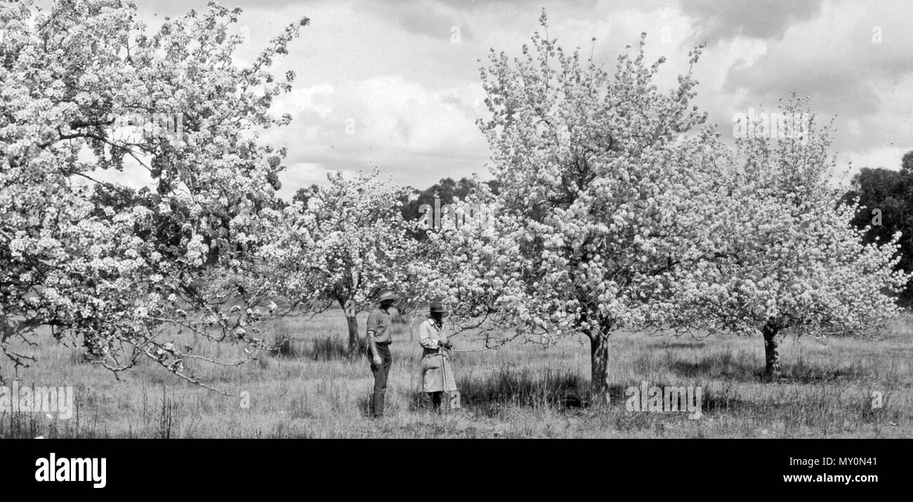 Pear Trees in Blossom, Mr Smith's Orchard, Ballandean, 1924. The Brisbane Courier 22 March 1924  BEAUTIFUL BALLANDEAN. A GREAT GRAPE CENTRE. ENTERPRISING ORCHARDISTS. (  )   During the last decade settlers materially increased, the fruit industry assuming important proportions. An interesting evidence of this is contained in recent monthly railway report, taken at random, showing that of all the Granite Belt areas Ballandean stood the highest with 1532 tons of agricultural produce sent to markets. A visit to the orchards demonstrates the energy of the settlers. For instance, Cowley and Co. hav Stock Photo