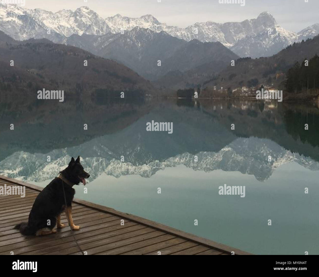 Military Working Dog Luc, 100th Security Forces Squadron, takes time out after working a mission in Croatia to enjoy the view of mountains near Aviano Air Base, Italy, in November 2015. His then-handler, Tech. Sgt. Roy Carter, 100th SFS MWD kennelmaster, explained that since the team drove to Aviano from Croatia, he wanted to let Luc have time to enjoy just being a dog for the day, and they spent time walking around the mountains, just being free and having no commands for the short time they were there. (Courtesy photo by Tech. Sgt. Roy Carter) Stock Photo