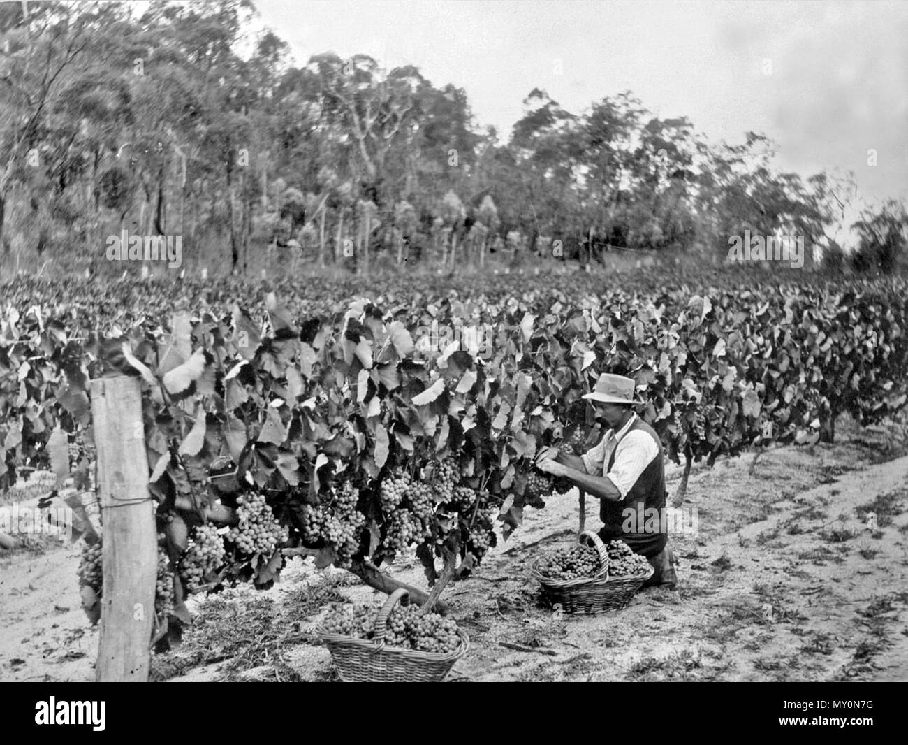 Picking Grapes Ballandean, Stanthorpe, 1924. The Brisbane Courier 22 February 1927  BALLANDEAN 21102063 )   The Grape Crop - Much relief is felt at the lifting of the restrictive regulations concerning the sale of grapes in Brisbane. The low prices and lack of demand consequent on the prosecution of grape vendors in Brisbane for not conforming to the regulation caused consternation amongst growers, many of whom ceased marketing their crop until better prices obtained. Practically no grapes have gone forward to Brisbane for some days. Stock Photo