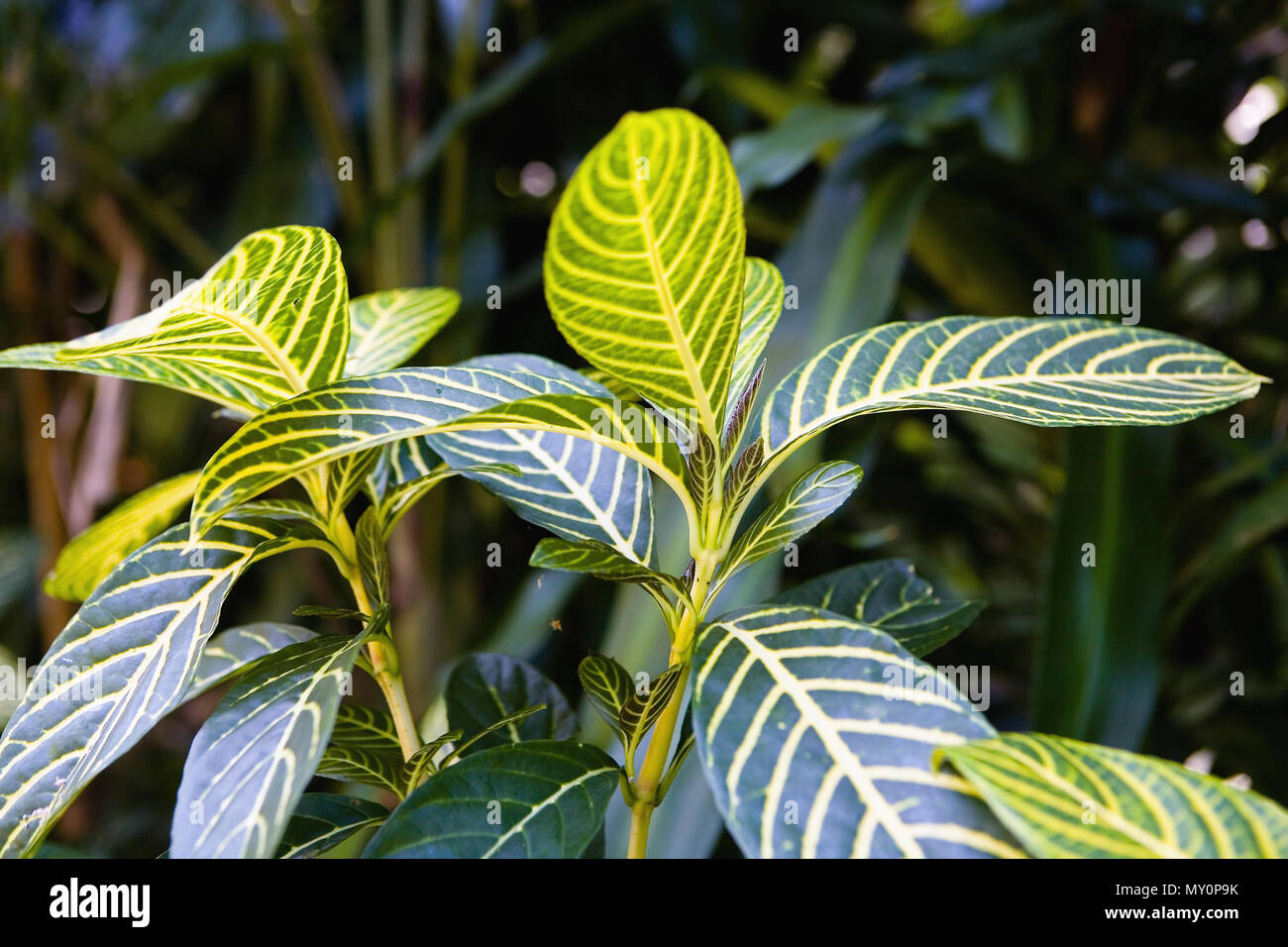 Leaves of an exotic aphelandra plant close-up. Without people. Stock Photo