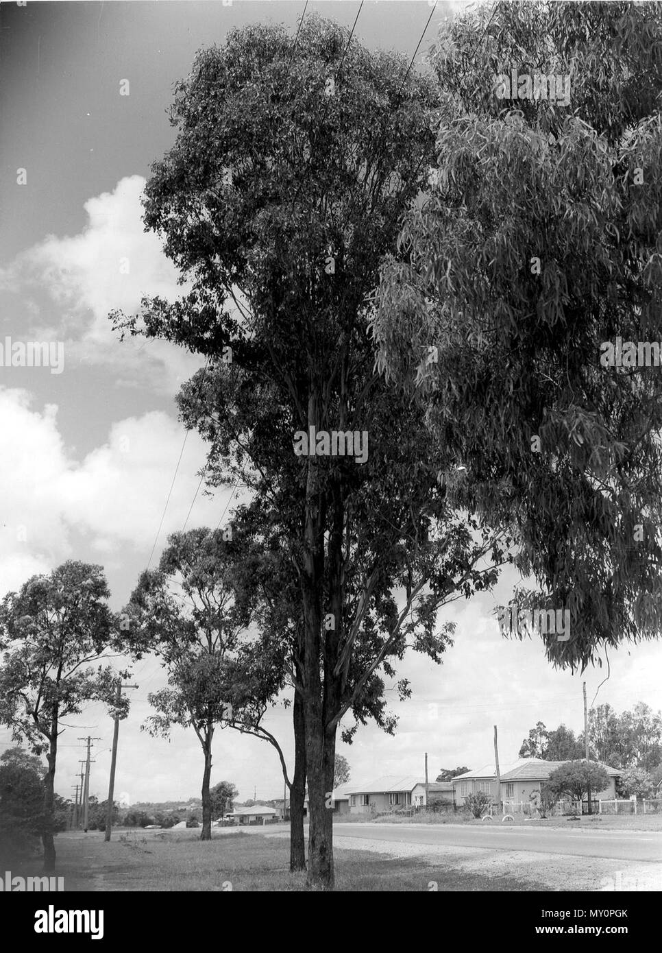 Queensland Housing Commission estate, Rocklea, February 1959. The Telegraph 11 July 1946  State Has 1,333 Building Blocks 188730456 )   Up to June 30 last the Queensland Housing Commission had acquired land totalling 1,333 building allotments in Brisbane, the Minister for Works and Housing (Mr Bruce) announced today.  The lands were located as follows: Ashgrove, 99 allotments; Banyo, 11; Camp Hill, 17; Cannon Hill, 11; Chermside-Wavell Heights, 261; Coorparoo, 187; Corinda-Graceville, 20; Enoggera-Gaythorne-Mitchelton, 228; Fairfield-Yeronga, 25, Indooroopilly-Taringa, 22; Kedron, 20; Wynnum-M Stock Photo