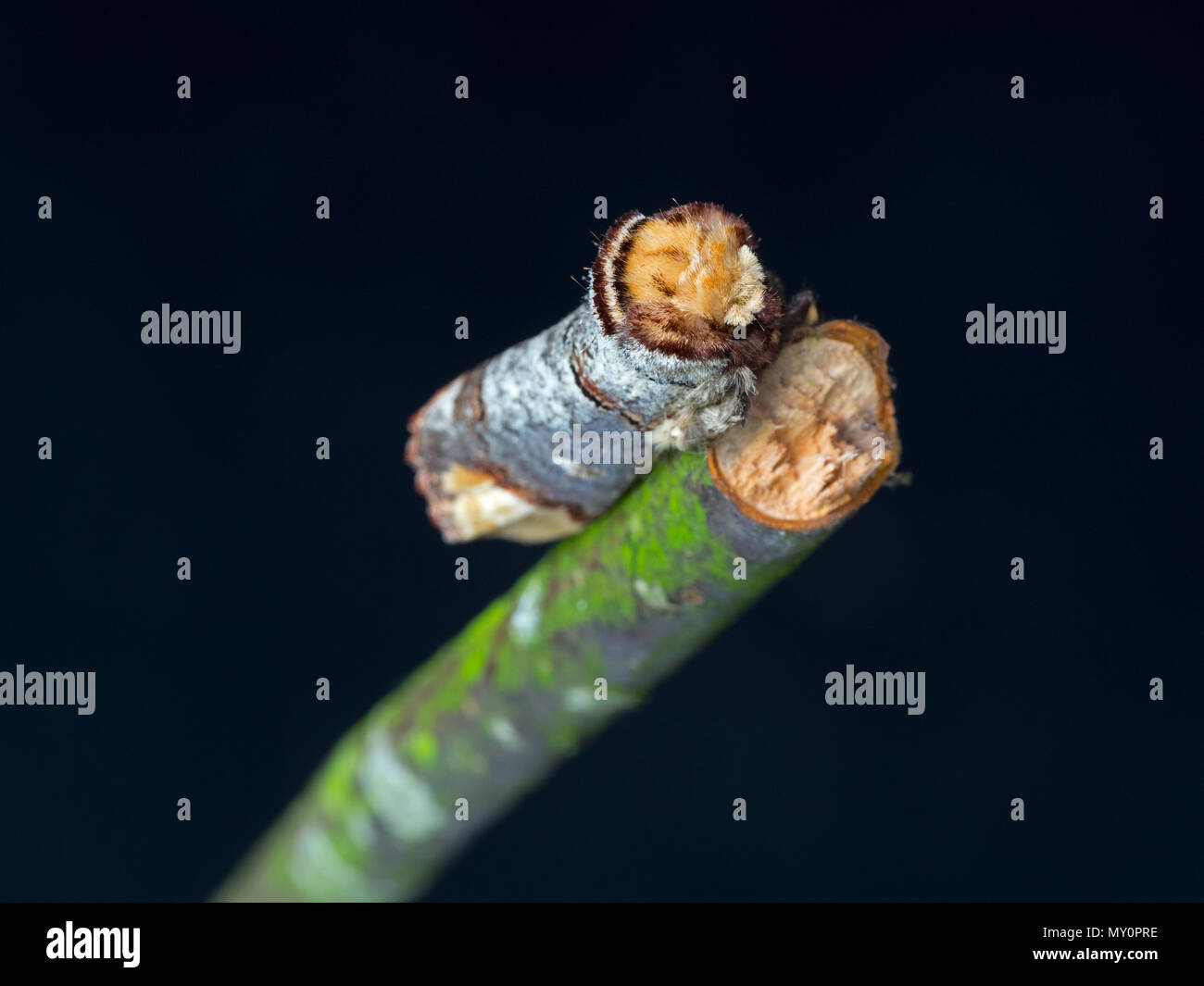 Buff-tip moth  Phalera bucephala resting Stock Photo