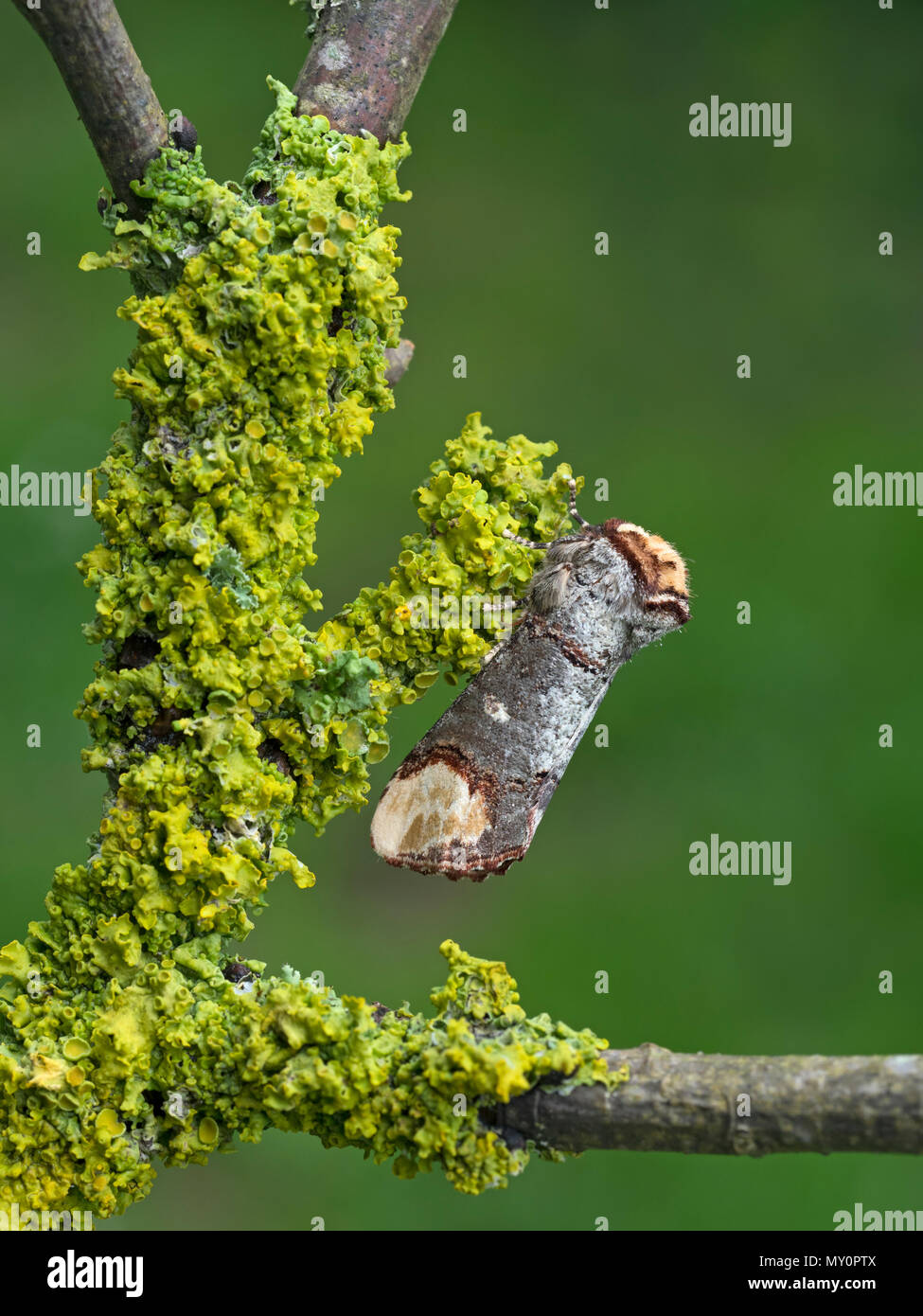 Buff-tip moth  Phalera bucephala resting Stock Photo