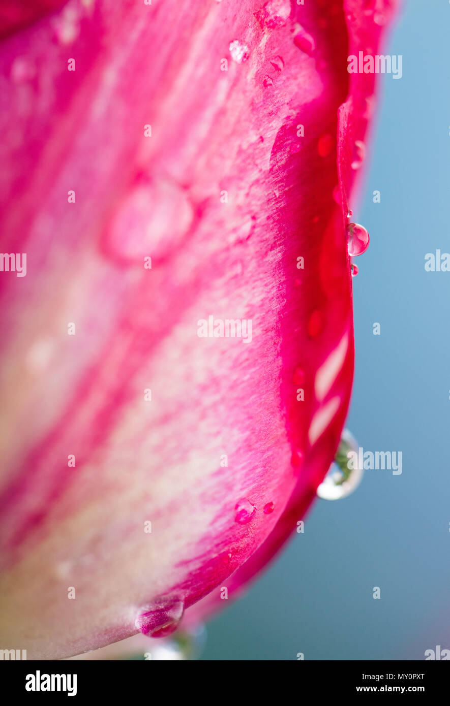 Water drop on pink tulip's Stock Photo