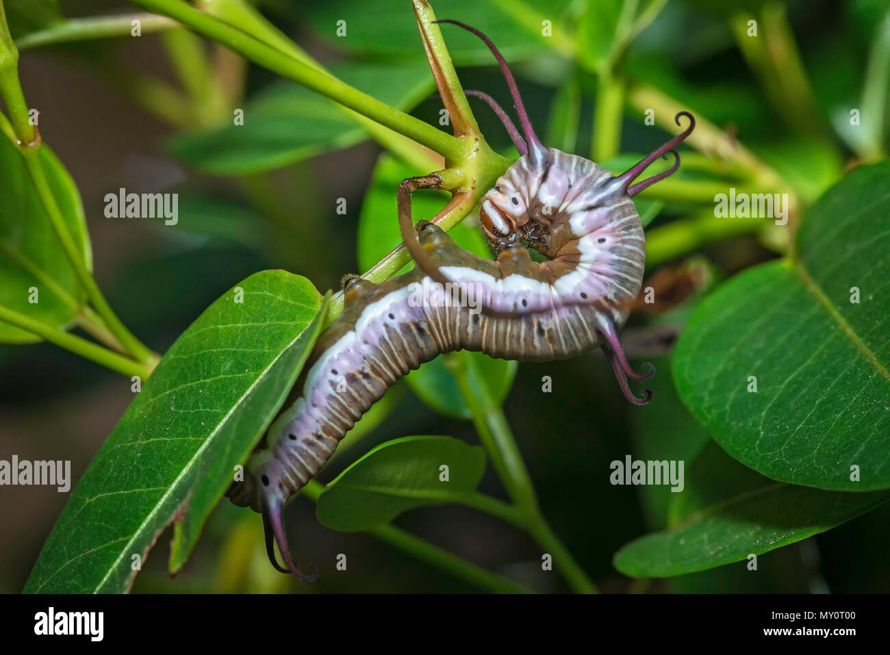 Common Crow Butterfly Caterpillar Stock Photo - Alamy