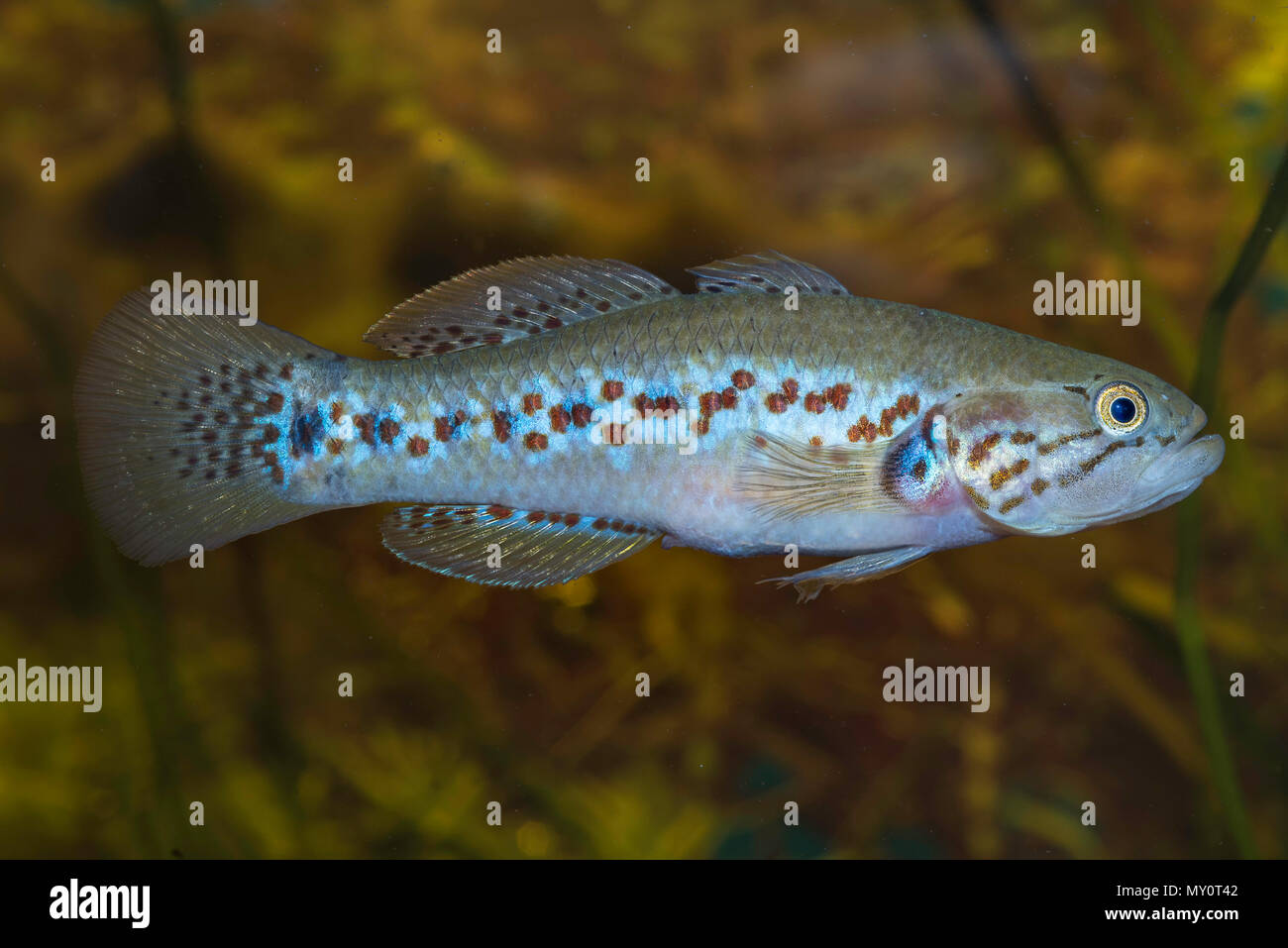 Gudgeon fish hires stock photography and images Alamy