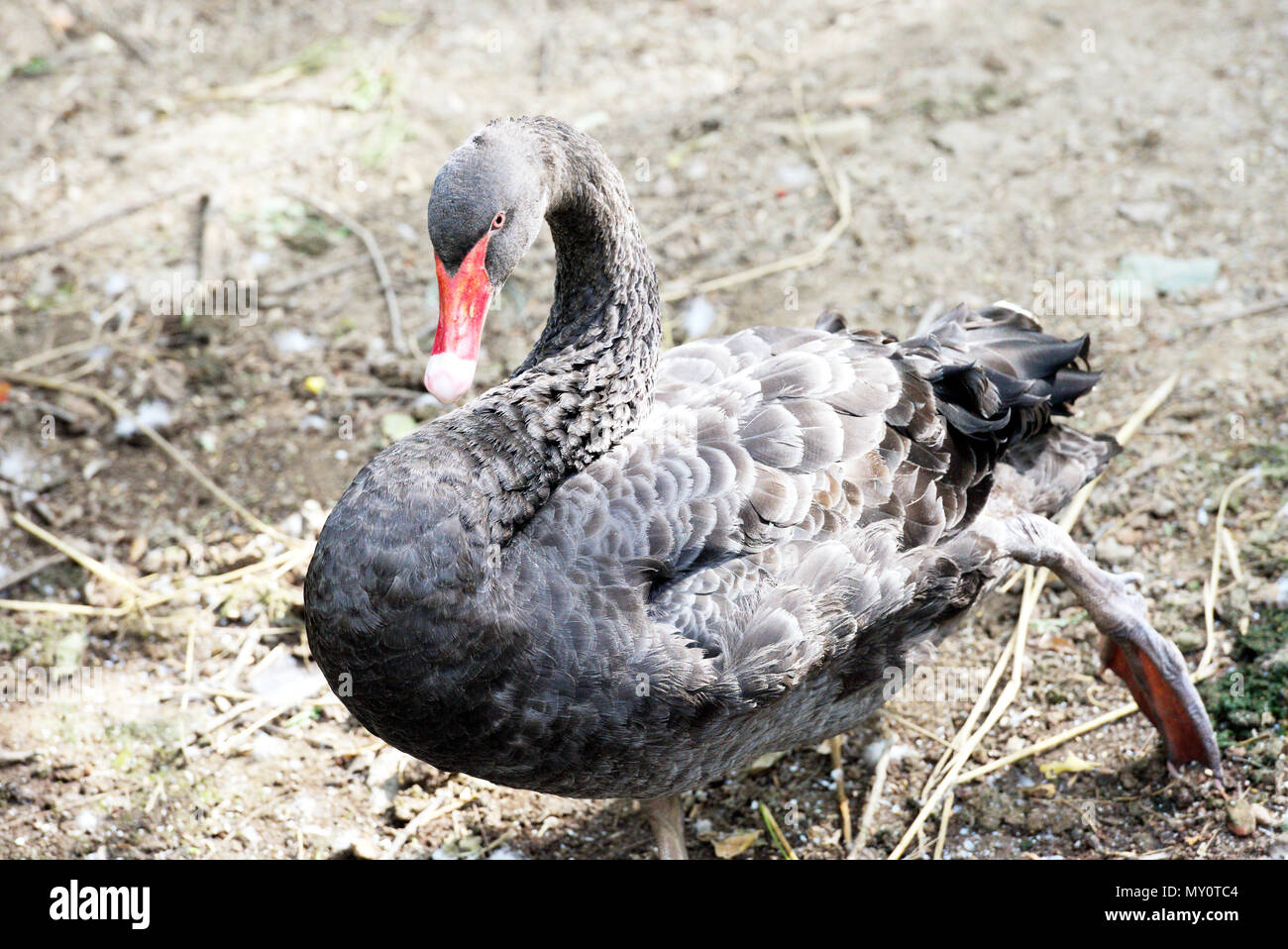 Swan bird india hires stock photography and images Alamy