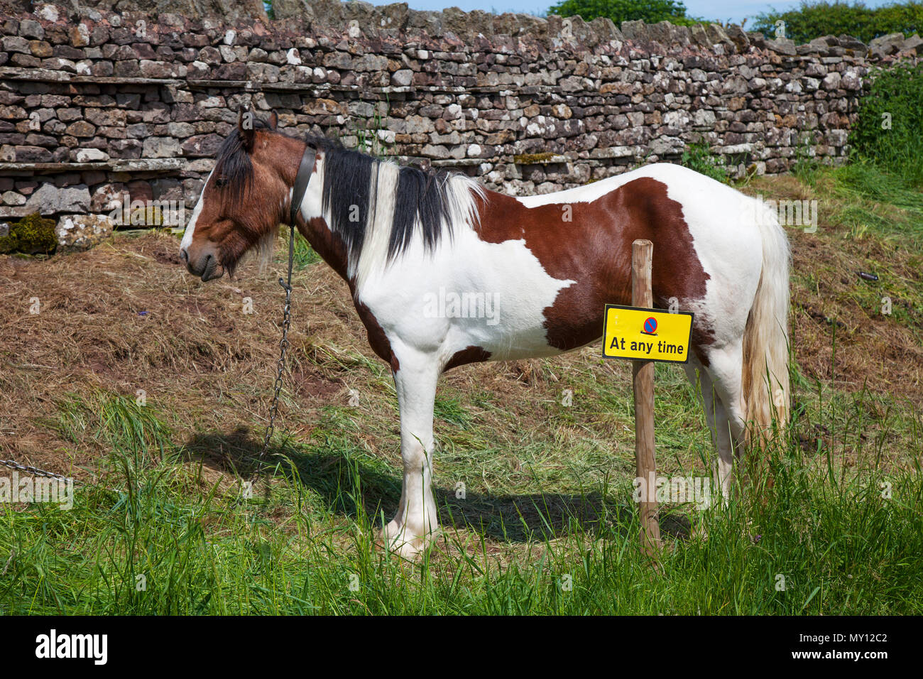 Kirkby Stephen, Cumbria, UK. 5th June, 2018. Weather. 05/06/2018. Members of the travelling community head for Appleby Horse Fair as the roads in Cumbria & the Yorkshire Dales provide grazing for their Cob Horses en-rout to their annual gathering. The horse fair is held each year in early June. It attracts about 10,000 Gypsies and Travellers and about 30,000 other people. Rather than an organised event with a set programme, it's billed as the biggest traditional Gypsy Fair in Europe, one that's like a big family get together. Credit: MediaWorldImas/AlamyLiveNews Stock Photo