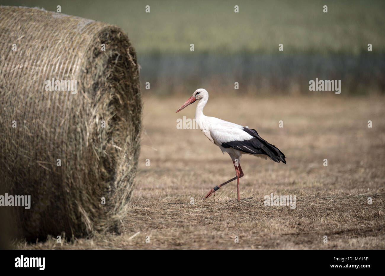05 June 2018, Germany, Biebesheim: A stork looking for nourishment in a mown meadow. The weather is expected to remain summerlike in coming days. Photo: Boris Roessler/dpa Stock Photo