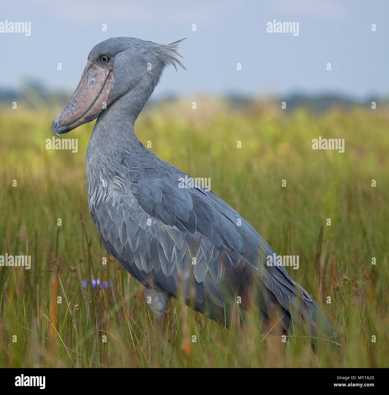Shoe Beak Stork, Stork, Fauna, Animal 