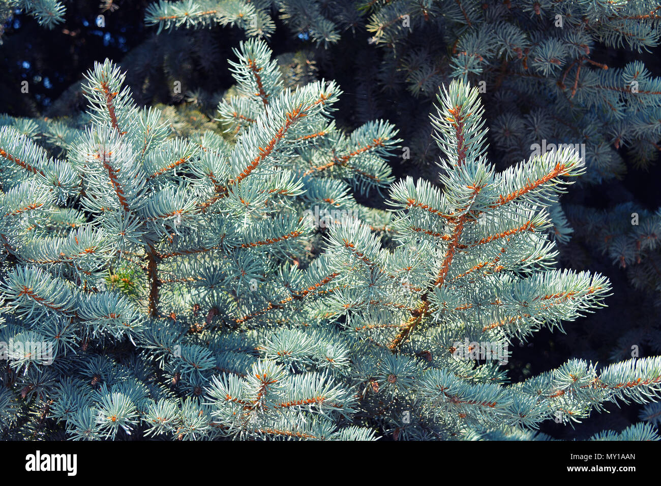 Blue spruce in the forest Stock Photo