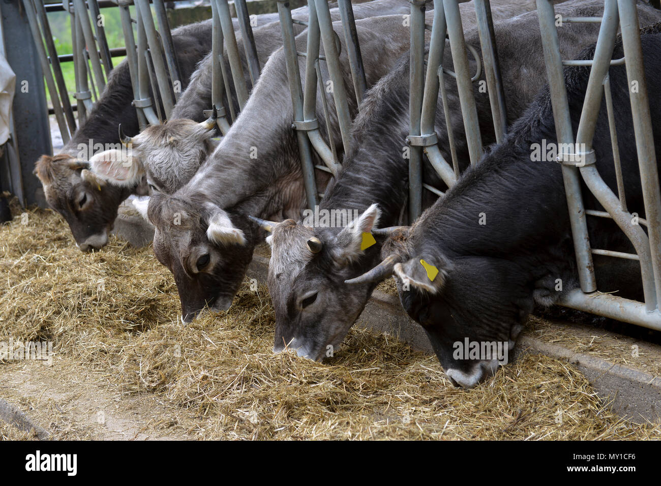 cows eat feed on the farm Stock Photo - Alamy