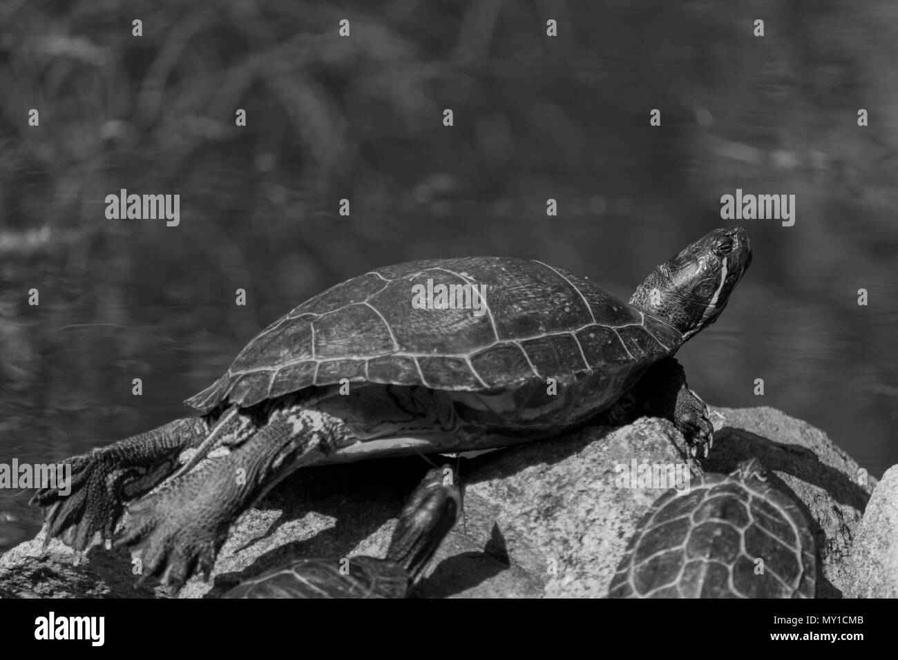 Sunbathing of beautiful turtle in pond in a spring day Stock Photo