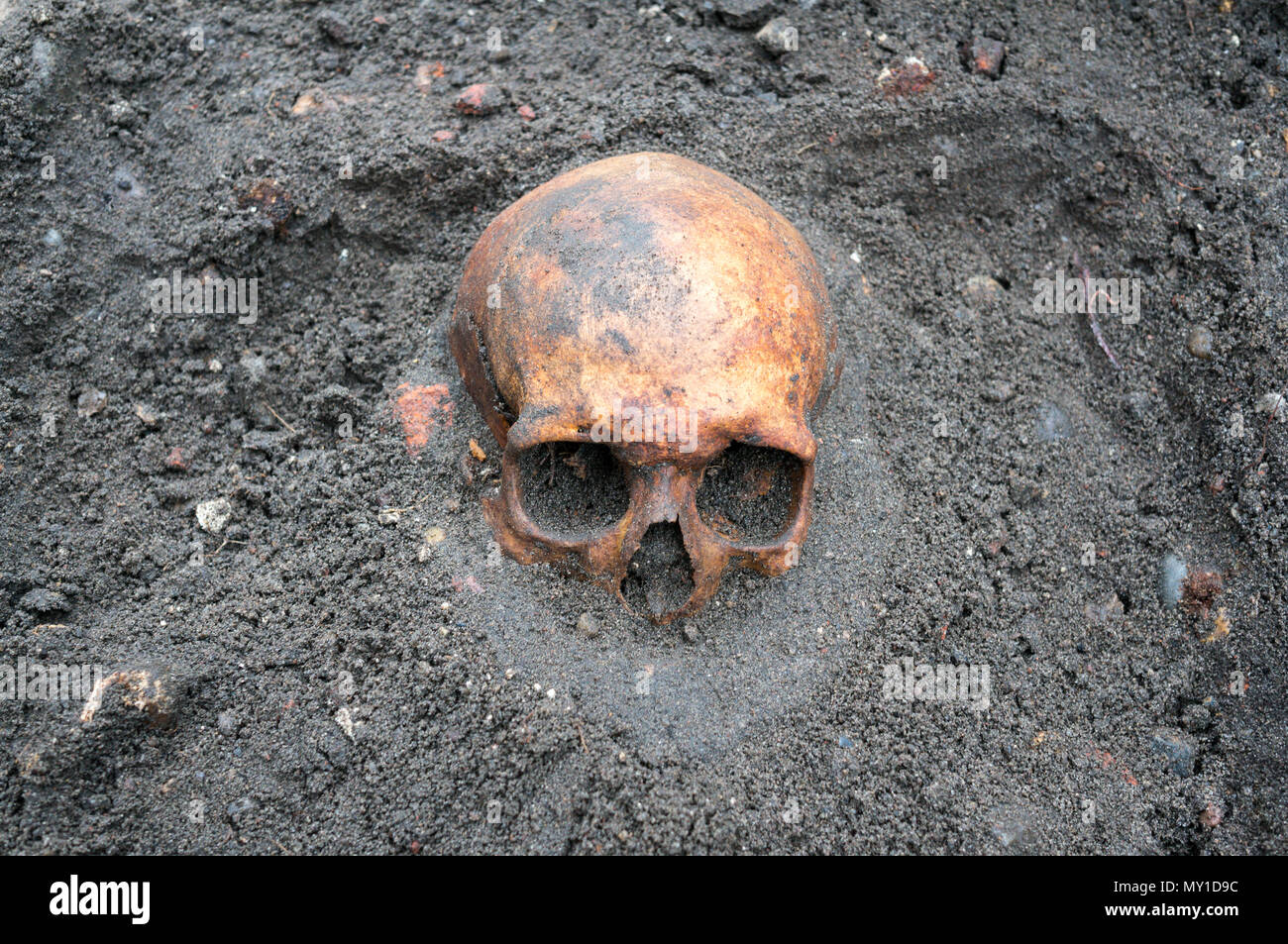 Archaeological excavation with old antique skull still half buried in the ground. Stock Photo