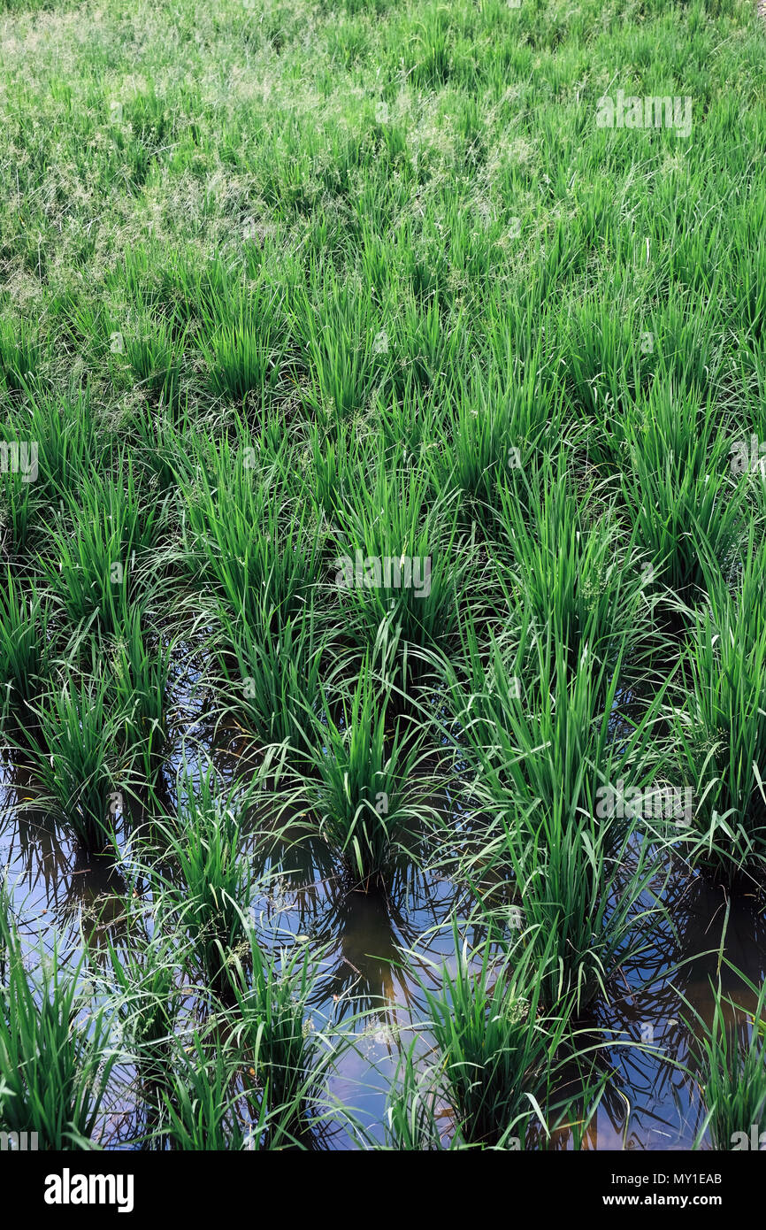 Greend Rice Field Green Rice field Stock Photo - Alamy