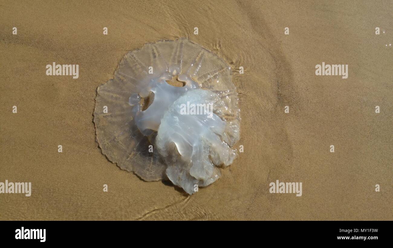 Jellyfish season concept image. Rhopilema nomadica jellyfish at the Mediterranean sea. It has vermicular filaments with venomous stinging cells. Stock Photo
