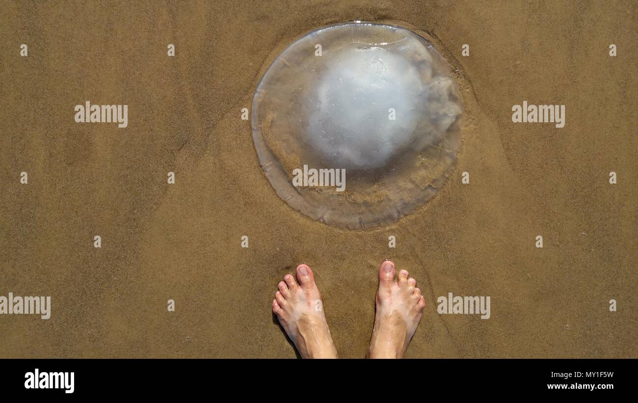 Jellyfish season concept image. Rhopilema nomadica jellyfish at the Mediterranean sea. It has vermicular filaments with venomous stinging cells. Stock Photo