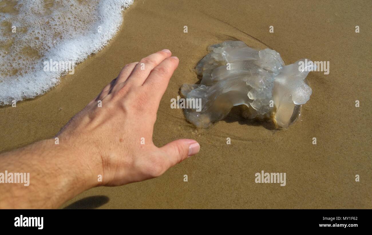 Jellyfish season concept image. Rhopilema nomadica jellyfish at the Mediterranean sea. It has vermicular filaments with venomous stinging cells. Stock Photo