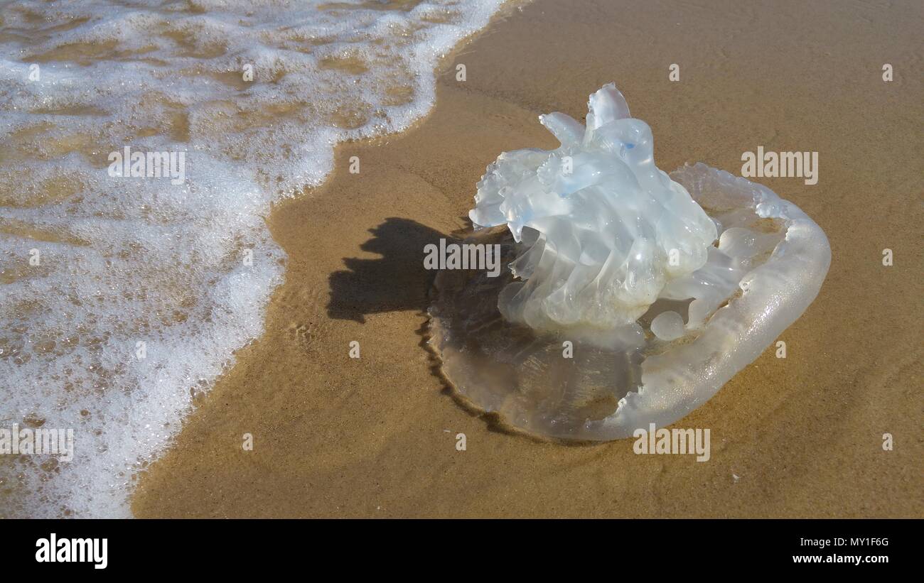 Jellyfish season concept image. Rhopilema nomadica jellyfish at the Mediterranean sea. It has vermicular filaments with venomous stinging cells. Stock Photo
