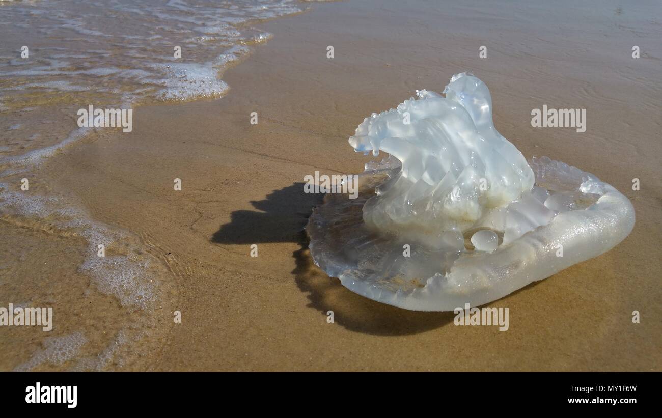 Jellyfish season concept image. Rhopilema nomadica jellyfish at the Mediterranean sea. It has vermicular filaments with venomous stinging cells. Stock Photo