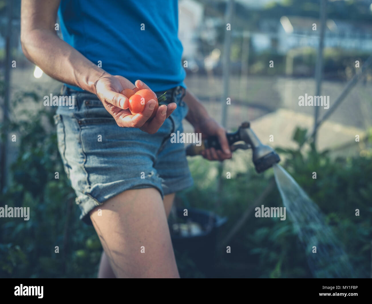 A young woman is watering the tomato plants in her greenhouse Stock Photo