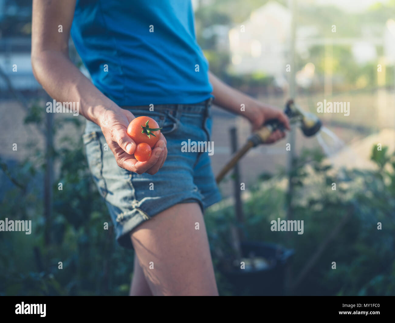 A young woman is watering the tomato plants in her greenhouse Stock ...