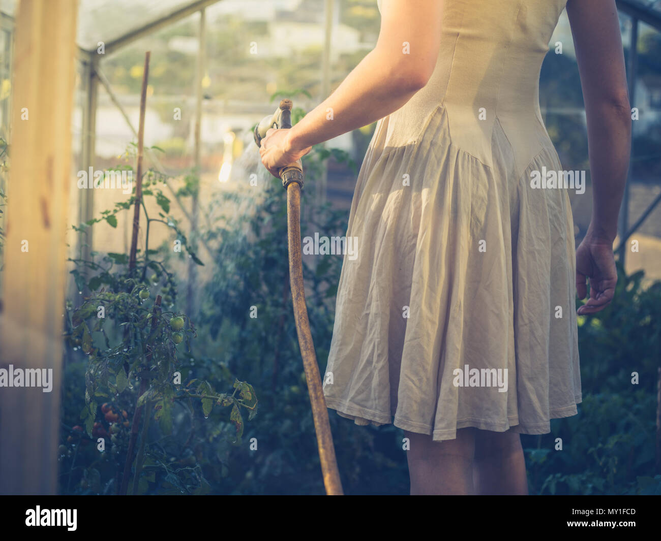 A young woman wearing a dress is watering the tomato plants in her ...