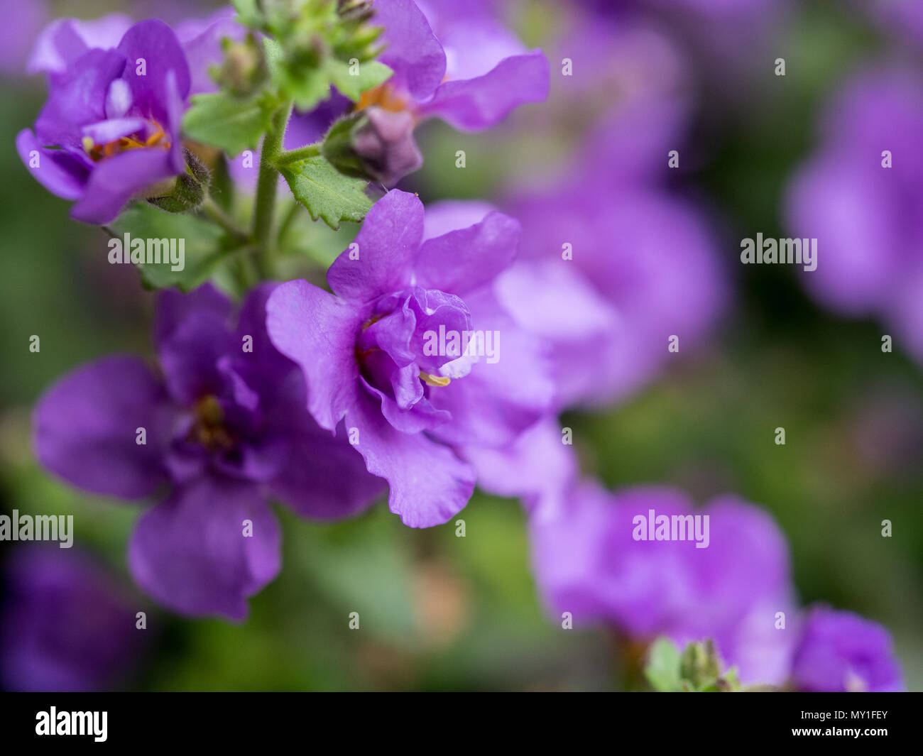 Close up of a group of flowers of Bacopa scopia Indigo Blue Stock Photo