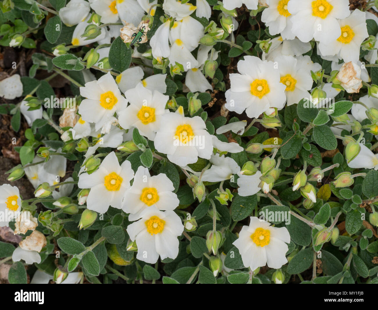 A plant of Cistus obtusifolius in flowers showing the buds and foliage Stock Photo
