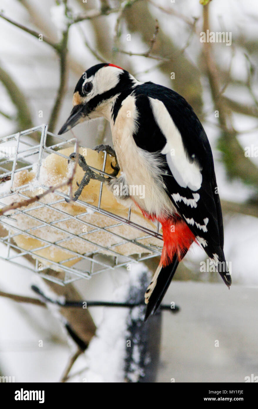 GREAT SPOTTED WOODPECKER 2012 at the feeder with food fat Stock Photo