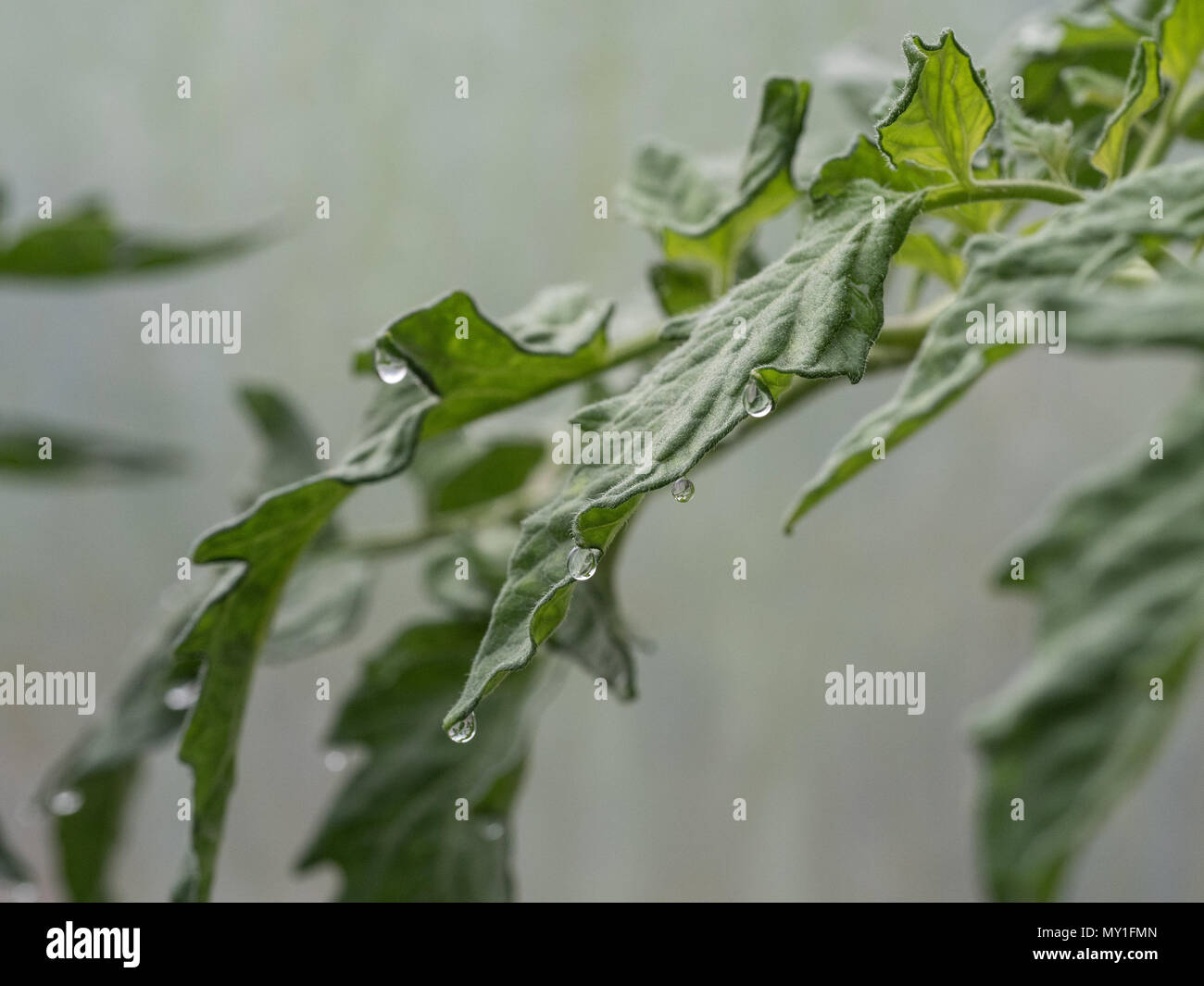 Tomato leaves showing water droplets at the edges caused by the process of gutation Stock Photo