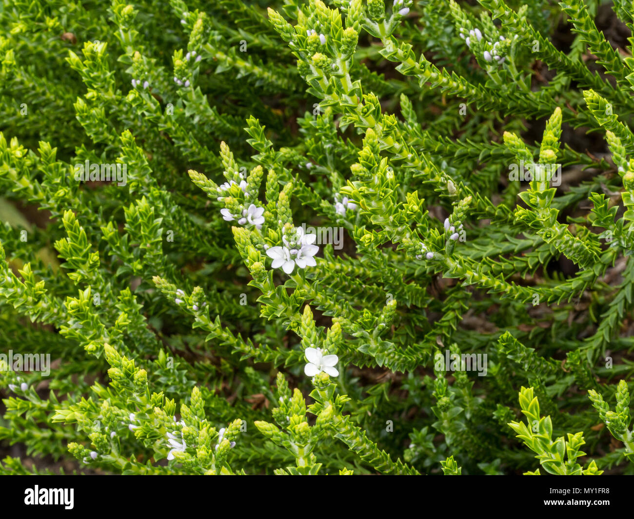A plant of Hebe Edinensis showing the small lavender/white flowers Stock Photo