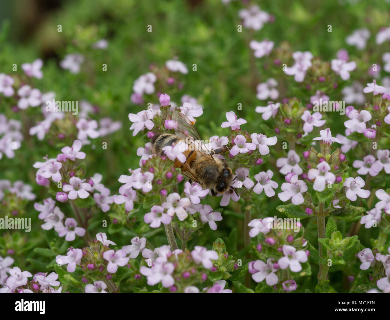 A close up of honey bees feeding on thyme flowers Stock Photo