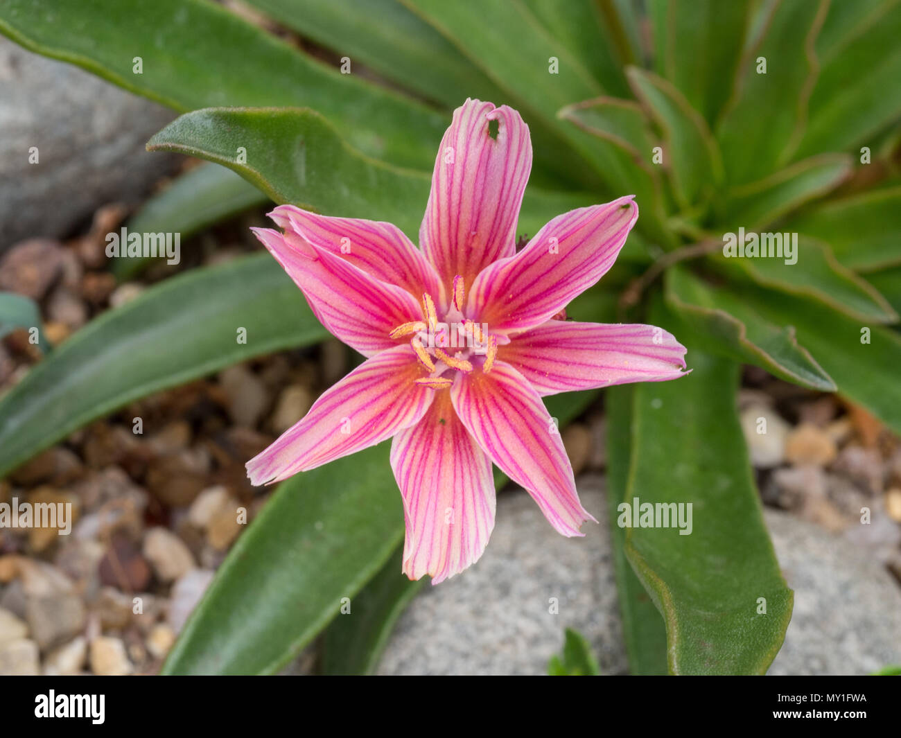 A close up of a single flower of Lewisia Little Plum Stock Photo