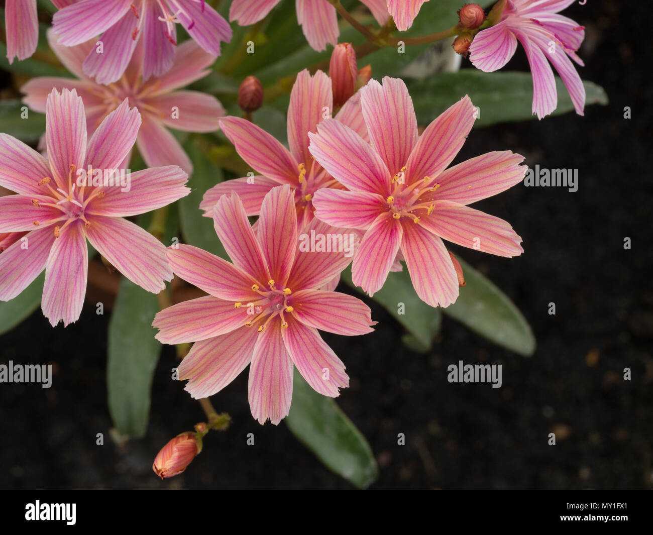 A group of striped flowers of Lewisia Little Plum Stock Photo